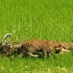 मां से बिछड़कर खेत में पहुंचा चार माह का तेंदुए का शावक