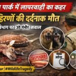 संजय पार्क में लापरवाही का कहर: 15 हिरणों की दर्दनाक मौत वन विभाग पर उठे गंभीर सवाल