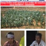 रायगढ़ में फिर उजागर हुई अफीम की खेती, लैलूंगा में 2 आरोपी गिरफ्तार,आखिर कब लगेगी अवैध खेती पर लगाम?