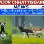 छत्तीसगढ़ का बरनवापारा अभयारण्य बना विलुप्ति के कगार पर पहुंचे काले हिरणों के पुनर्जीवन का मजबूत उदाहरण