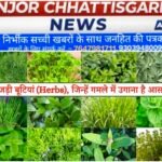 जड़ी-बूटियों से बदल रही तस्वीर, महिलाओं को मिल रहा स्वावलंबन का संबल