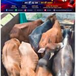 धरमजयगढ़ पुलिस की बड़ी कार्रवाई, मवेशी तस्करी का प्रयास नाकाम
