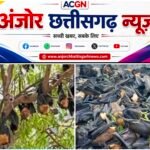 पाली में चमगादड़ों की मौत का कारण बीमारी नहीं भीषण गर्मी से हुई मृत्यु स्थिति पूरी तरह नियंत्रण में