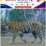 उदंती-सीतानदी टाइगर रिजर्व में बाघिन की दस्तक, जंगलों में फिर गूंजेगी बाघों की दहाड़