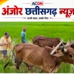 खेत में उतरे मुख्यमंत्री साय, बैलों संग थामा हल; जीवंत हुईं खेती-किसानी की पुरानी यादें