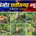 कटघोरा वन मंडल के जंगल में पेड़ों के ठूंठ,&nbsp; फिर भी निगरानी को भनक नहीं? सढ़ामार बांध के पास कथित कटाई से उठे बड़े सवाल