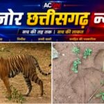 मवेशी की मौत के बाद जंगल में बाघ की आहट! पगमार्क मिले, गांवों में बढ़ी सतर्कता