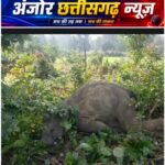 झटका तार की चपेट में आया नन्हा हाथी, मौत के बाद रातभर गूंजती रही चिंघाड़
